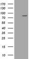 SEC14 And Spectrin Domain Containing 1 antibody, TA505833, Origene, Western Blot image 
