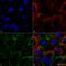 Heat Shock Protein Family A (Hsp70) Member 1A antibody, SMC-249D-BI, StressMarq, Immunofluorescence image 