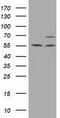 Membrane Palmitoylated Protein 3 antibody, TA501306, Origene, Western Blot image 