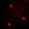 Nucleolysin TIA-1 isoform p40 antibody, orb382075, Biorbyt, Immunocytochemistry image 
