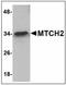 Mitochondrial Carrier 2 antibody, AP23864PU-N, Origene, Western Blot image 