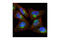 PKAc alpha antibody, 4782S, Cell Signaling Technology, Immunofluorescence image 