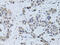 Paired amphipathic helix protein Sin3a antibody, 15-271, ProSci, Immunohistochemistry frozen image 