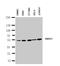SMAD Family Member 1 antibody, LS-C313543, Lifespan Biosciences, Western Blot image 