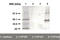 Cytochrome P450 Family 1 Subfamily A Member 2 antibody, TA353118L, Origene, Western Blot image 