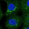 Campylobacter jejuni antibody, NBP1-89049, Novus Biologicals, Immunofluorescence image 