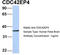 CDC42 Effector Protein 4 antibody, TA334431, Origene, Western Blot image 