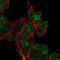 Claudin Domain Containing 2 antibody, NBP2-30766, Novus Biologicals, Immunocytochemistry image 