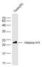 Histone H1t antibody, GTX37669, GeneTex, Western Blot image 
