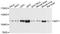 Myeloid Zinc Finger 1 antibody, A10356, ABclonal Technology, Western Blot image 