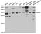 RAB6A, Member RAS Oncogene Family antibody, TA332788, Origene, Western Blot image 