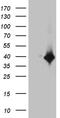 DTW Domain Containing 1 antibody, CF811568, Origene, Western Blot image 