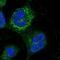 Centlein antibody, NBP1-88795, Novus Biologicals, Immunofluorescence image 