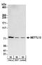 EEF1A Lysine And N-Terminal Methyltransferase antibody, A304-193A, Bethyl Labs, Western Blot image 