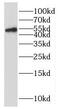 RUNX Family Transcription Factor 1 antibody, FNab07533, FineTest, Western Blot image 