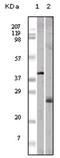 Apolipoprotein M antibody, AM06158PU-N, Origene, Western Blot image 