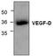 Vascular endothelial growth factor D antibody, TA319110, Origene, Western Blot image 