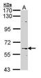 Chromodomain Helicase DNA Binding Protein 2 antibody, PA5-29491, Invitrogen Antibodies, Western Blot image 