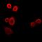 Purinergic Receptor P2Y12 antibody, orb158082, Biorbyt, Immunofluorescence image 