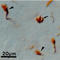 Axonal Growth Cones antibody, SM1659, Origene, Immunohistochemistry frozen image 