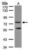 cAMP-specific 3 ,5 -cyclic phosphodiesterase 4C antibody, NBP1-32341, Novus Biologicals, Western Blot image 
