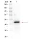 Alcohol dehydrogenase 1 antibody, orb344942, Biorbyt, Western Blot image 