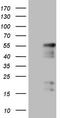 Pnr antibody, CF806222, Origene, Western Blot image 