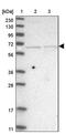 Zinc Finger Protein 653 antibody, PA5-54854, Invitrogen Antibodies, Western Blot image 