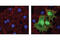 GST antibody, 3368S, Cell Signaling Technology, Immunofluorescence image 