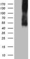 Inducible T Cell Costimulator Ligand antibody, LS-C799249, Lifespan Biosciences, Western Blot image 
