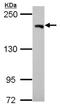 Ubiquitin carboxyl-terminal hydrolase 47 antibody, NBP2-20836, Novus Biologicals, Western Blot image 