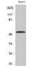 Cytochrome P450 2W1 antibody, A06299-1, Boster Biological Technology, Western Blot image 