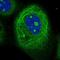 Defensin Beta 119 antibody, NBP1-84280, Novus Biologicals, Immunocytochemistry image 