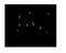 Peroxiredoxin 5 antibody, PB9384, Boster Biological Technology, Immunofluorescence image 