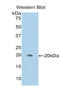 Galectin Like antibody, LS-C294000, Lifespan Biosciences, Western Blot image 