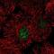 Chromosome 15 Open Reading Frame 41 antibody, NBP2-32583, Novus Biologicals, Immunocytochemistry image 