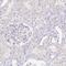KDAP antibody, HPA063474, Atlas Antibodies, Immunohistochemistry paraffin image 