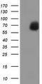 EPM2A-interacting protein 1 antibody, TA501931S, Origene, Western Blot image 