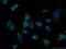 Protein FADD antibody, 14906-1-AP, Proteintech Group, Immunofluorescence image 