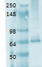 Solute Carrier Family 5 Member 5 antibody, LS-C228538, Lifespan Biosciences, Western Blot image 