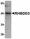 Rhomboid domain-containing protein 3 antibody, orb94350, Biorbyt, Western Blot image 