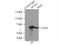 Splicing Factor 3a Subunit 3 antibody, 12070-1-AP, Proteintech Group, Immunoprecipitation image 