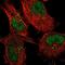 Protein O-Glucosyltransferase 3 antibody, PA5-58942, Invitrogen Antibodies, Immunofluorescence image 