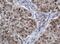 Zinc Finger And SCAN Domain Containing 18 antibody, TA505327AM, Origene, Immunohistochemistry frozen image 
