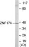 Zinc Finger Protein 174 antibody, EKC1828, Boster Biological Technology, Western Blot image 