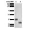 GST antibody, LS-C774565, Lifespan Biosciences, Western Blot image 