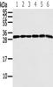 40S ribosomal protein S3 antibody, TA350372, Origene, Western Blot image 