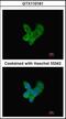 Complement C9 antibody, orb89990, Biorbyt, Immunocytochemistry image 