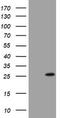 BCL2 Interacting Protein 1 antibody, TA802188S, Origene, Western Blot image 