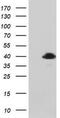 MAGE Family Member B1 antibody, TA800473S, Origene, Western Blot image 